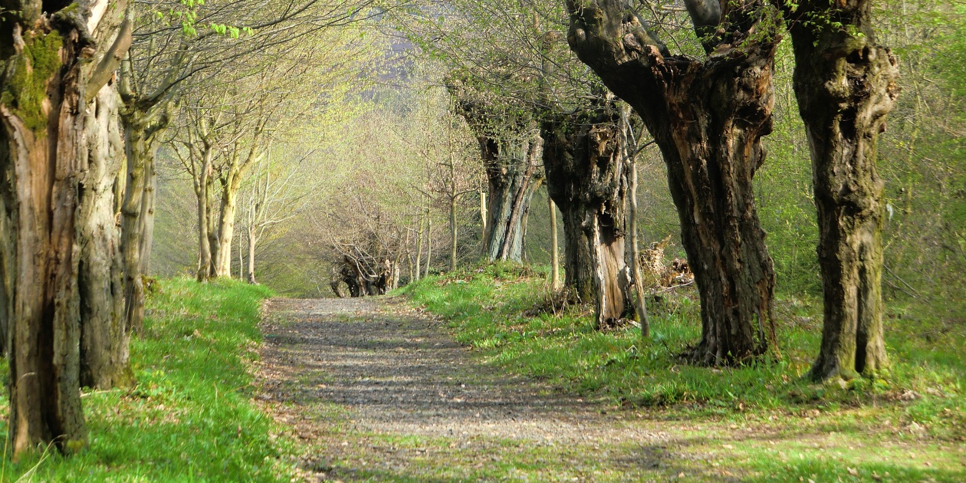 Allee des Monats Februar 2022, © Niedersächsischer Heimatbund e.V.