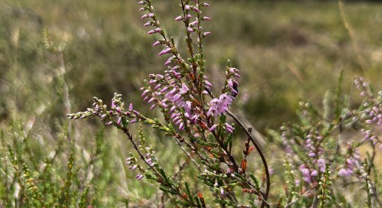 Heideblüte, © Lüneburger Heide GmbH