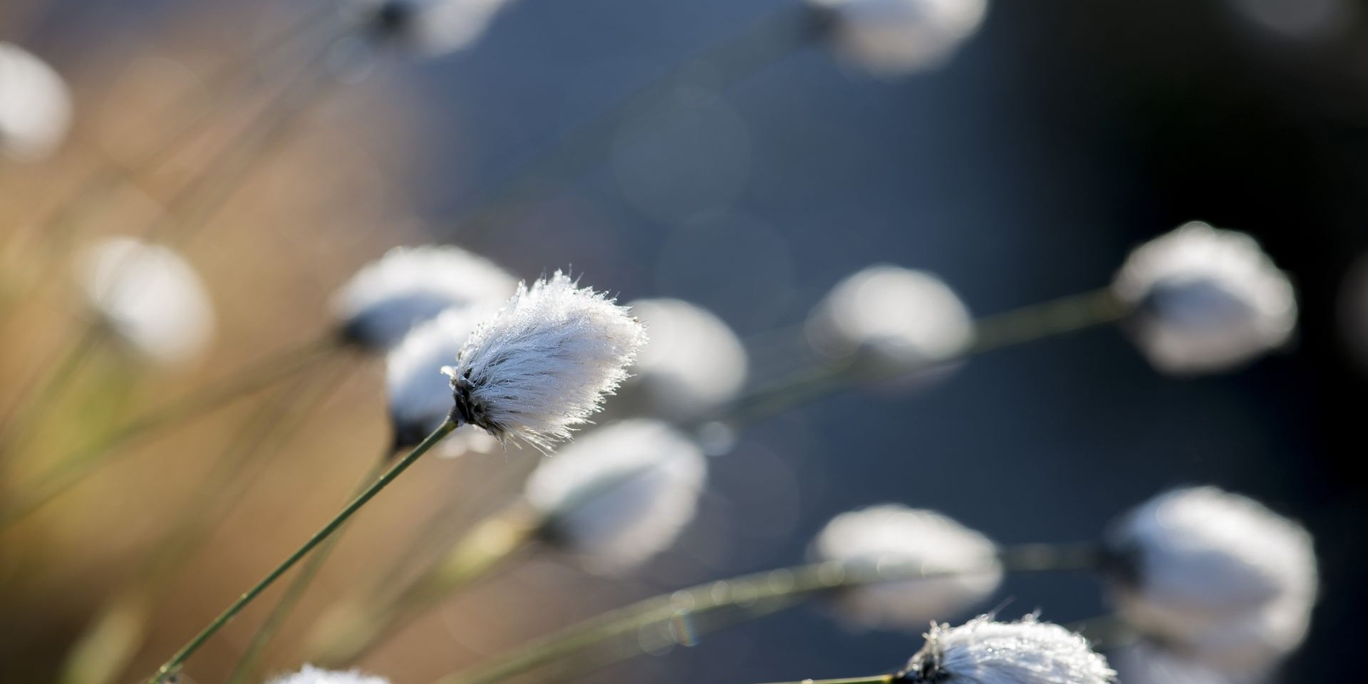Fruchtendes Wollgras, © TMN/Dieter Schinner