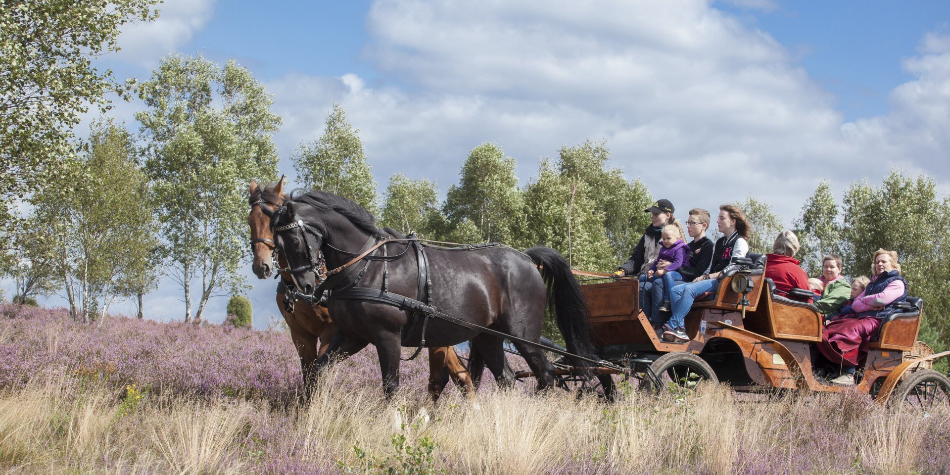 ErlebnisCard Lüneburger Heide bietet unter anderem Vergünstigungen bei Aktivitäten wie Kutschfahrten, © Bispingen Touristik