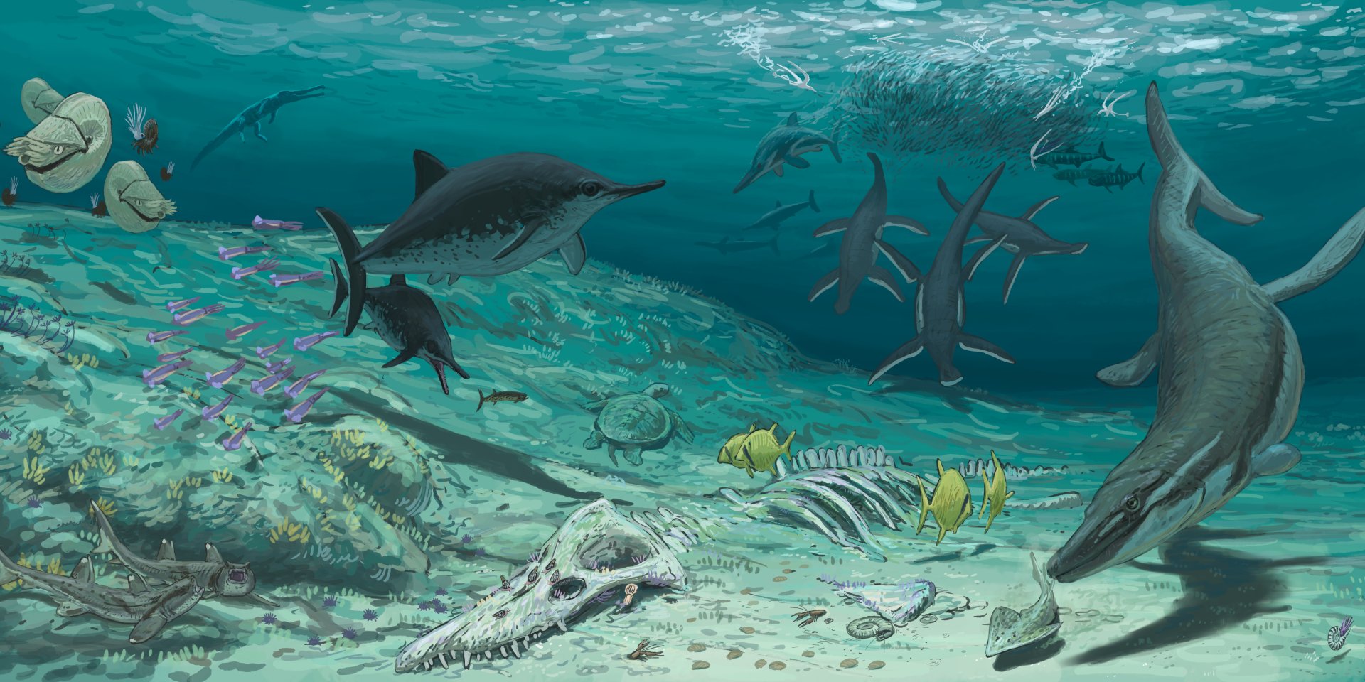 Kimmeridge marine fauna, ©  Joshua Knüppe