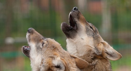 Grauwolfheulen, © WOLFCENTER