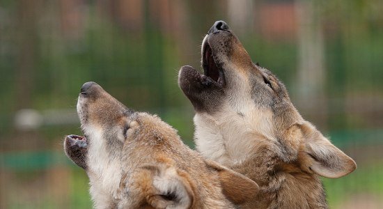 Grauwolfheulen, © WOLFCENTER Grauwolfheulen, © WOLFCENTER