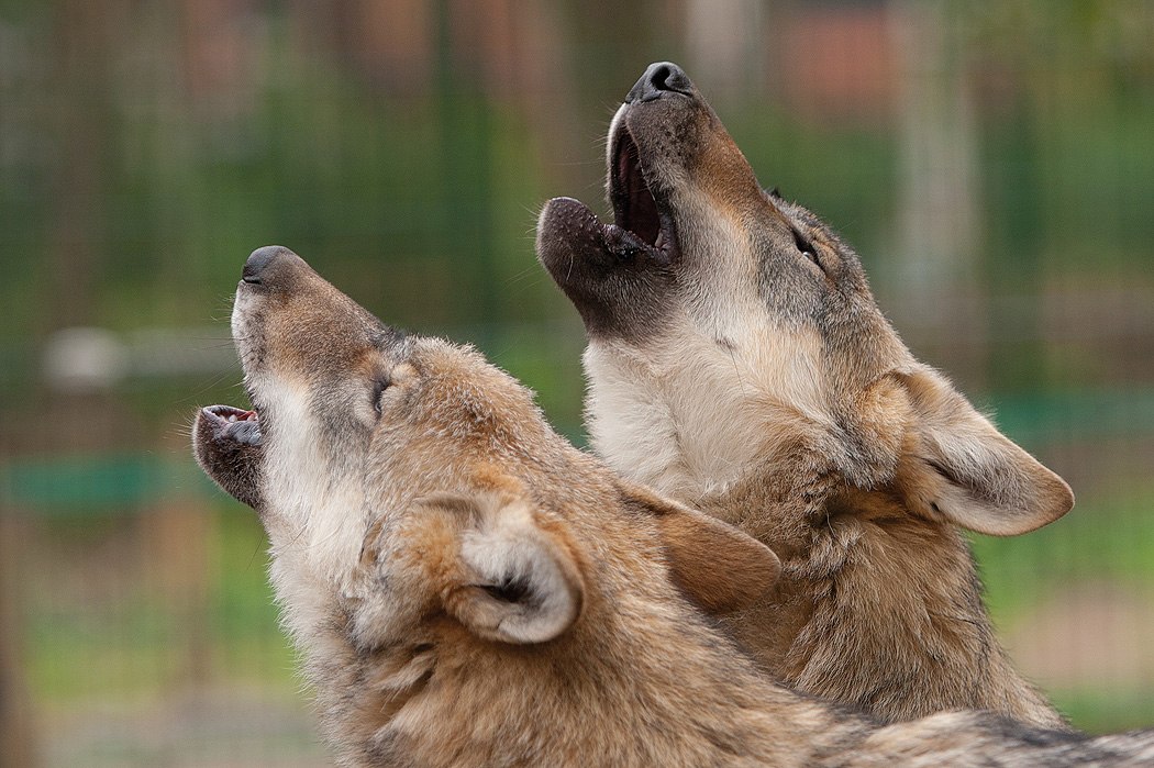 Wölfe im Wolfcenter Dörverden, © Wolfcenter Dörverden