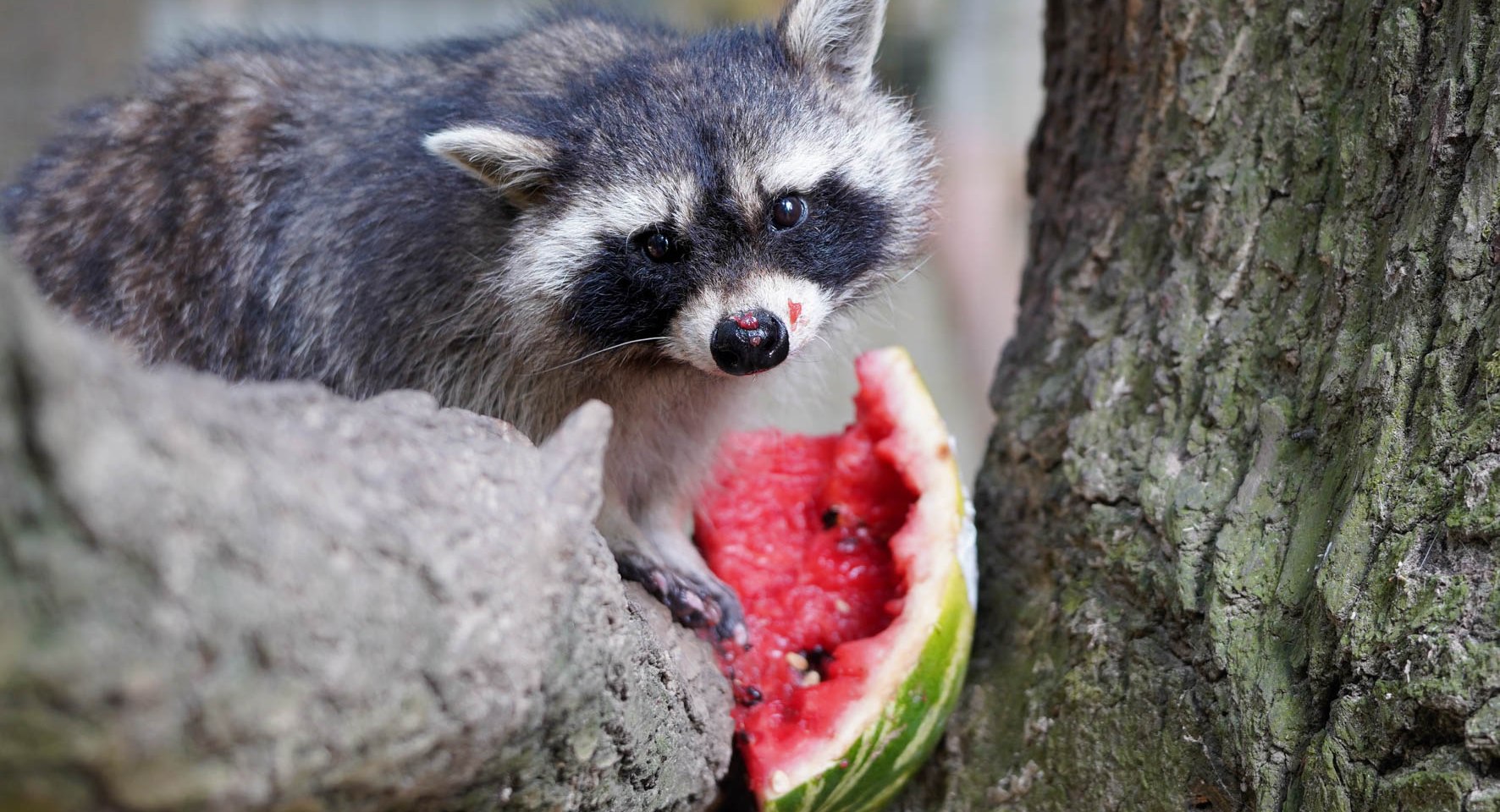 Waschbärfütterung beim Sommerspaß im Wildpark Schwarze Berge, © Wildpark Schwarze Berge