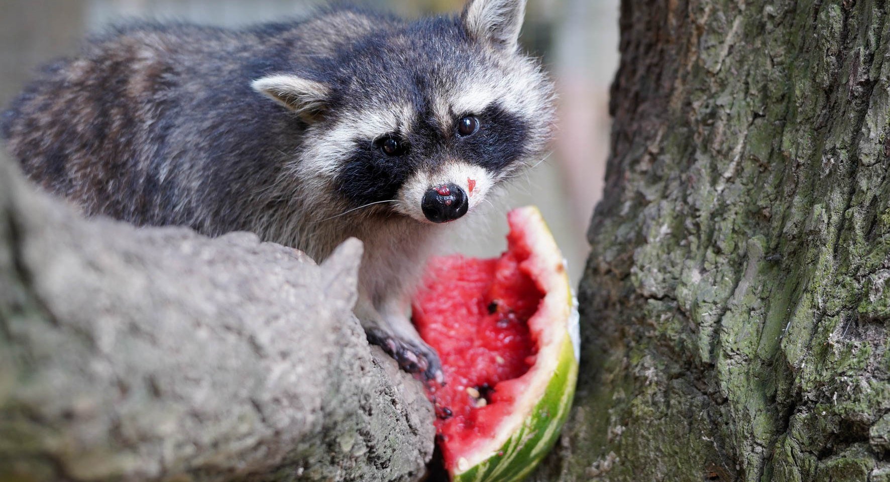 Waschbärfütterung beim Sommerspaß im Wildpark Schwarze Berge, © Wildpark Schwarze Berge