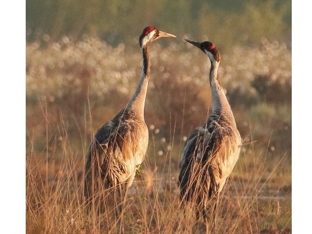 Kraniche, © DümmerWeserLand Touristik e.V. Kraniche, © DümmerWeserLand Touristik e.V.