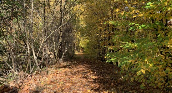 Weg im Naturpark Solling Vogler, © Jan-Oliver Schneider