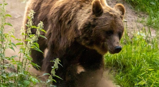 Bär Wildpark Schwarze Berge, © Wildpark Schwarze Berge GmbH &amp; Co. KG