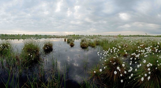 Moorlandschaft mit Wollgrasblüte, © Dr. Erhardt Nerger Moorlandschaft mit Wollgrasblüte, © Dr. Erhardt Nerger
