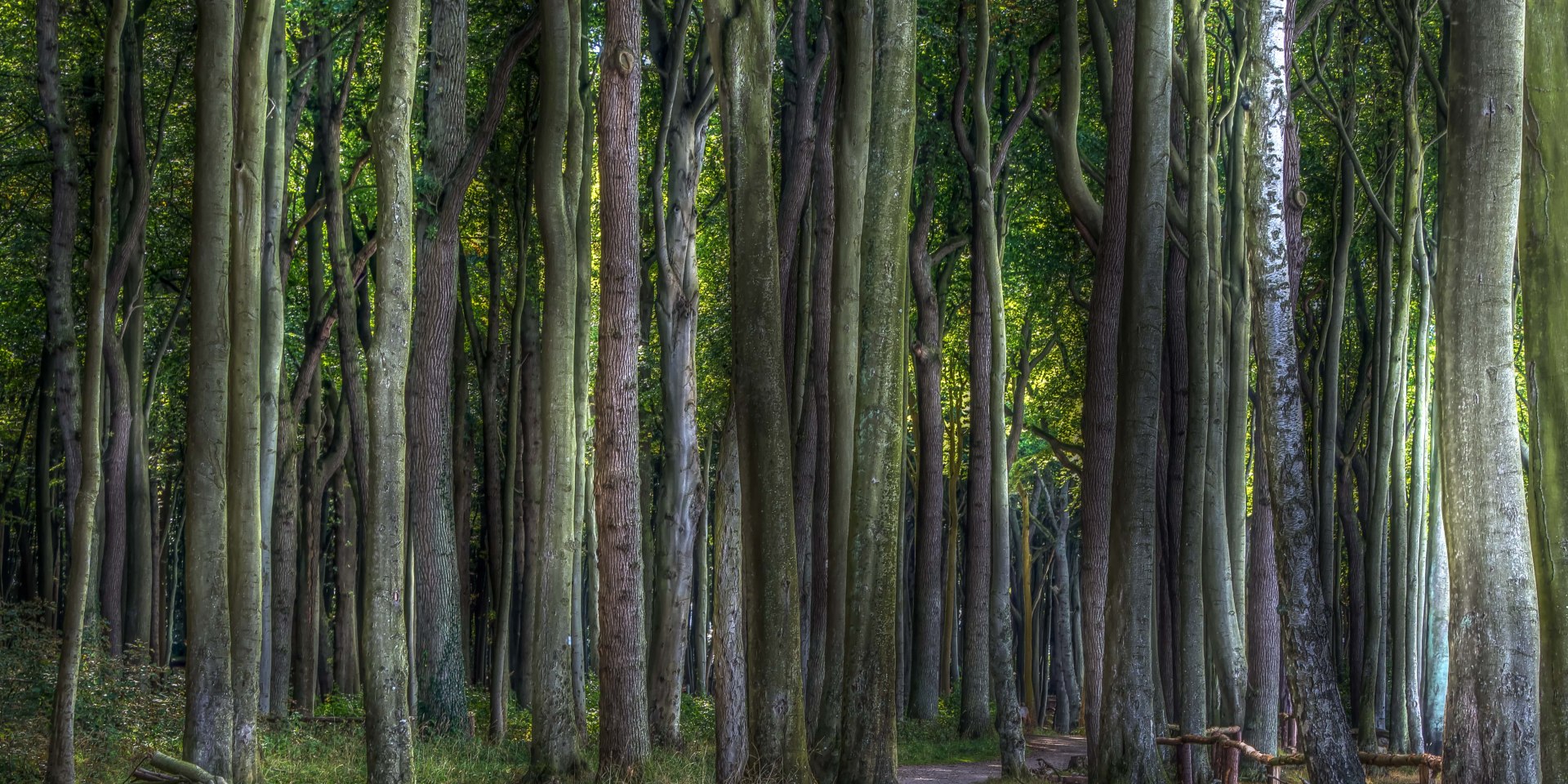 Sommerwald, © Uwe Schrader