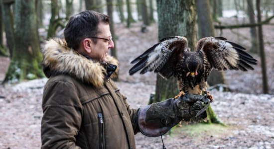 Wüstenbussard landet auf dem Handschuh, © Eventfalknerei GmbH Wüstenbussard landet auf dem Handschuh, © Eventfalknerei GmbH