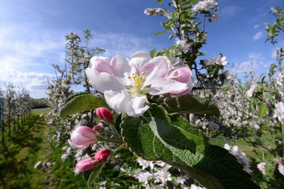 Blüte Altes Land, © Tourismusverband Landkreis Stade / Elbe e. V. ; Foto: Martin Elsen 