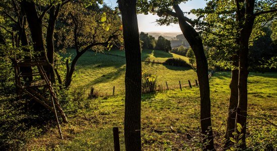 Wilder Vogler, © Solling-Vogler-Region im Weserbergland e.V./ Jörg Mitzkat