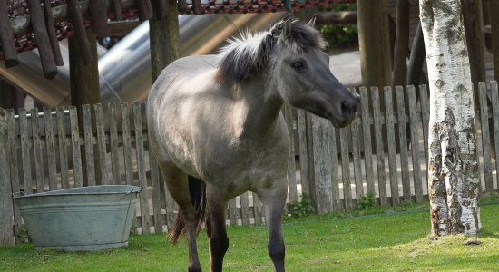 Neugierig und aufgeschlossen - Die Dülmener Stute Annalena, © Erlebnis-Zoo Hannover