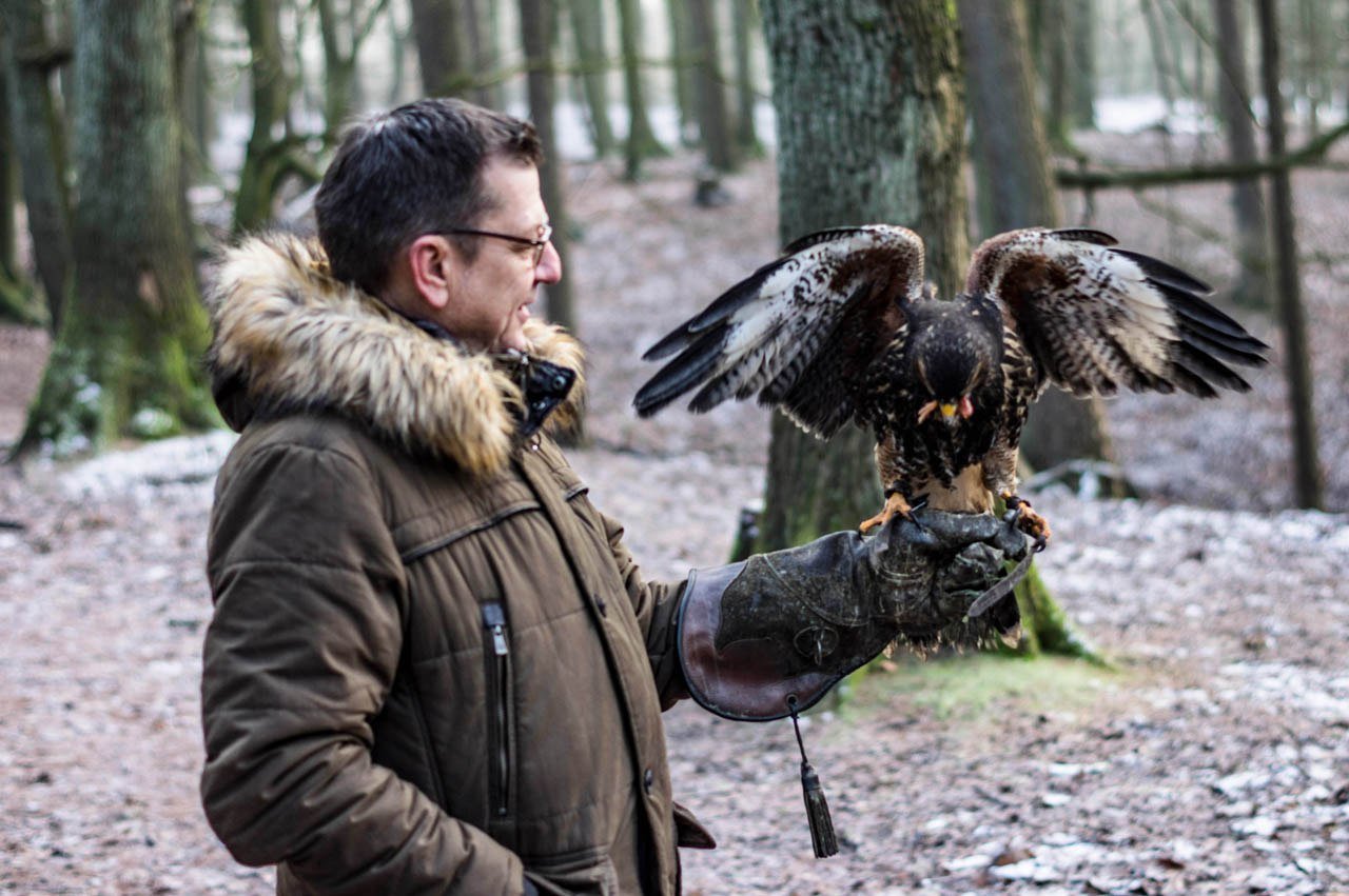 Wüstenbussard landet auf dem Handschuh, © Eventfalknerei GmbH