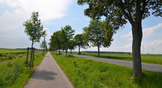 Allee des Monats Juli 2023, © Max Peters Allee des Monats Juli 2023, © Max Peters