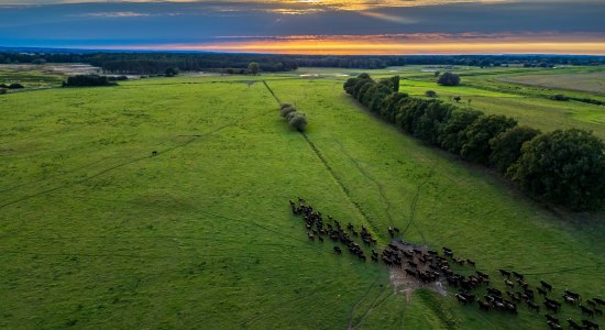 Heckrinder in der Sudeniederung , © Markus Tiemann
