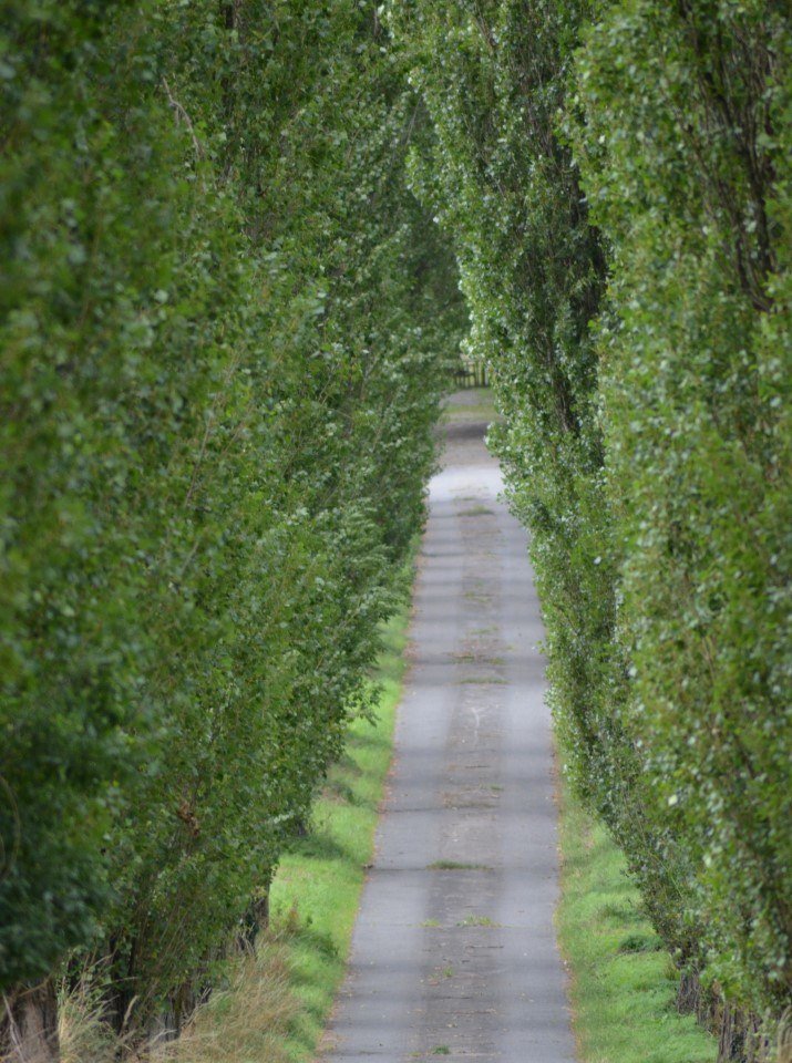 Ostercappeln Pappeln, © Max Peters