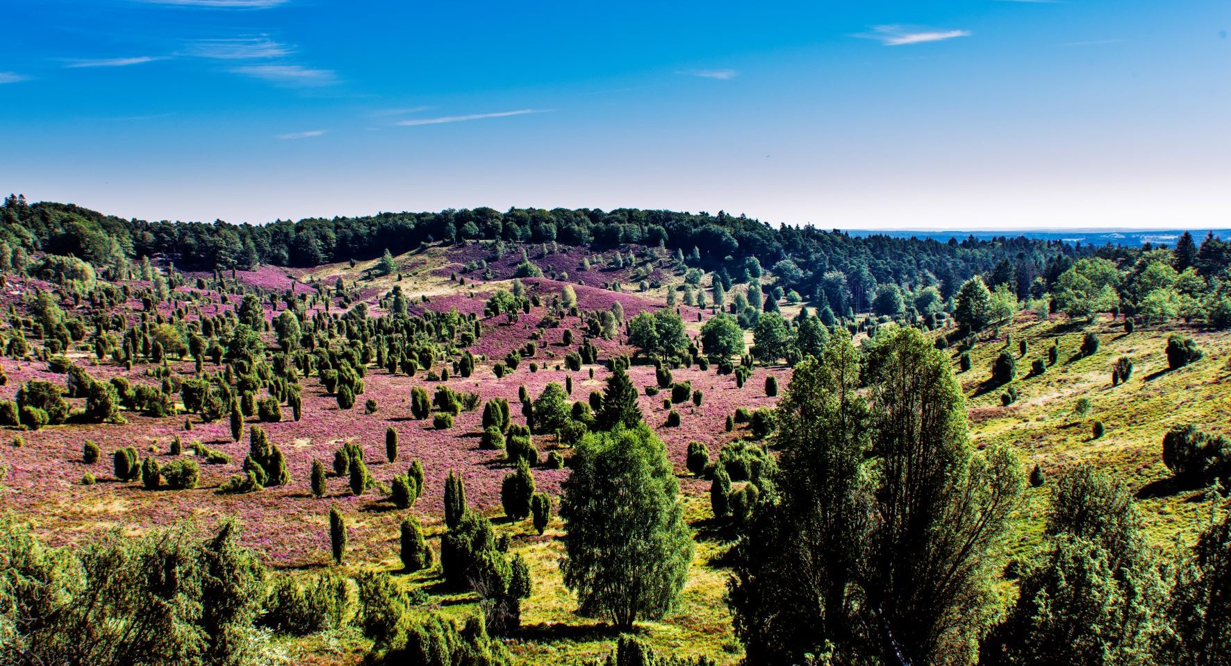 Totengrund Lüneburger Heide, © Lüneburger Heide GmbH