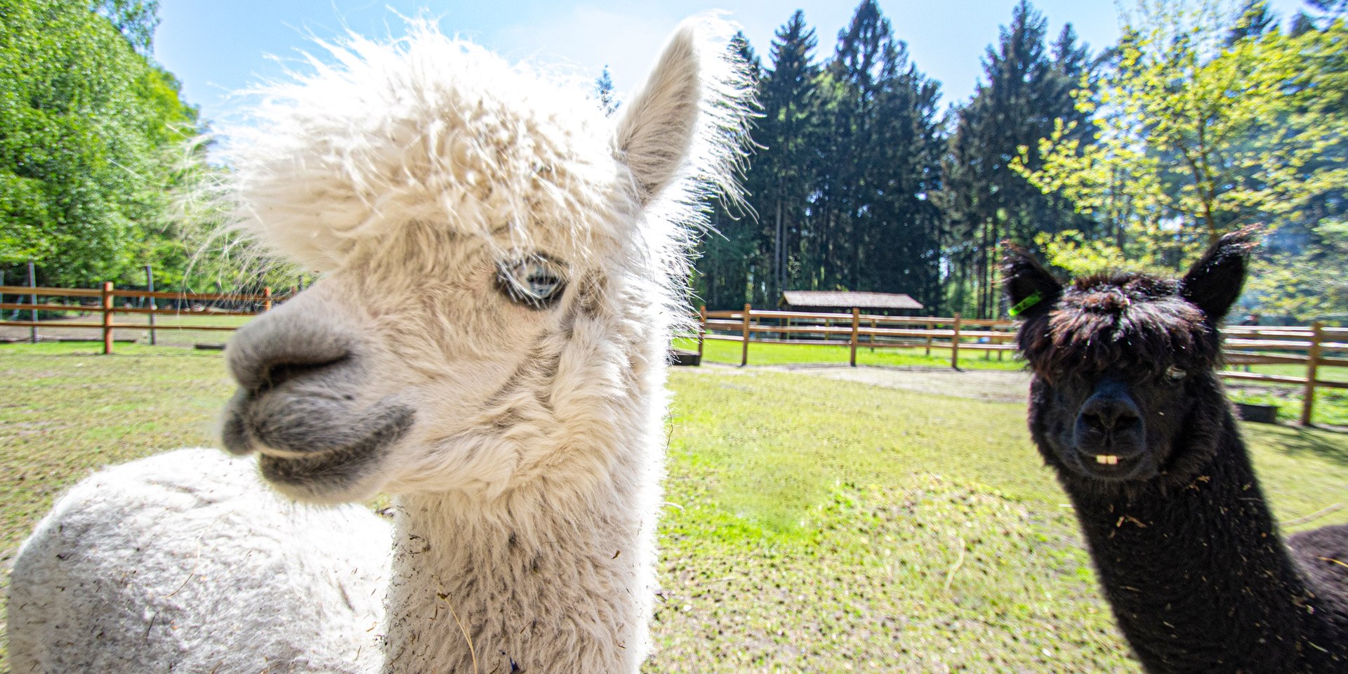 Alpakas im neuen Gehege, © Wildpark Müden / Mario Eggers