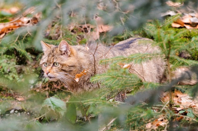 Wildkatze auf dem Wildkatzen-Pfad in Bad Harzburg