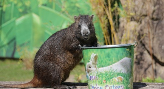 Kubanische Baumratte Mikele am Ostereimer, © Erlebnis-Zoo Hannover