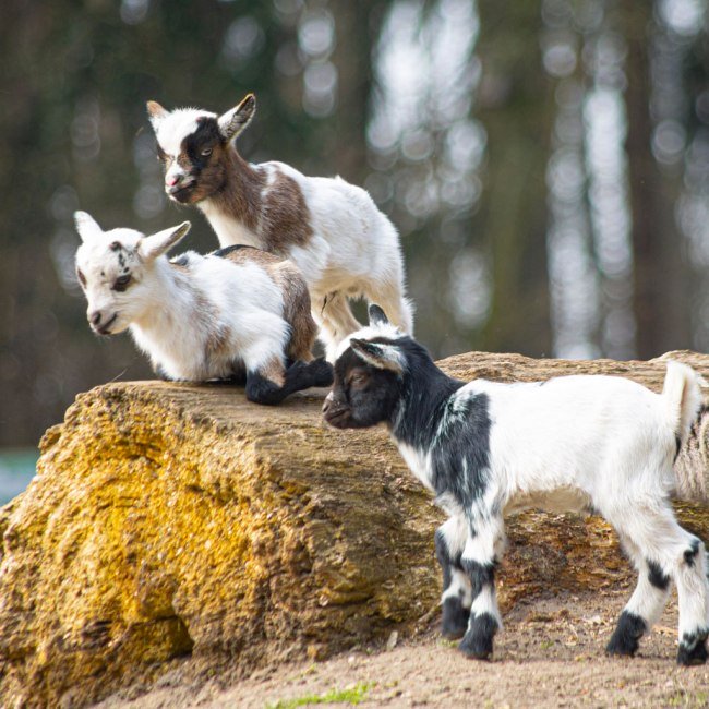 Ziegennachwuchs, © Wildpark Müden GmbH