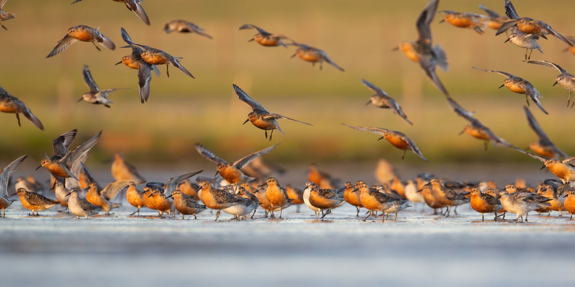 16. Zugvogeltage, © Ralph Martin