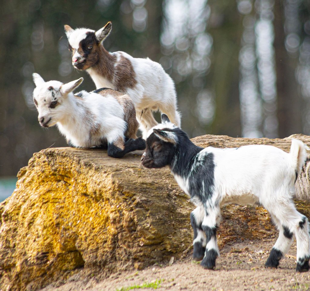 Ziegennachwuchs, © Wildpark Müden GmbH