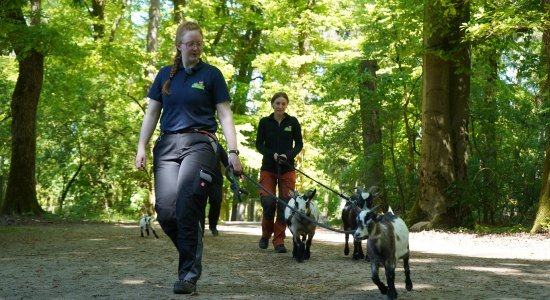Tierische Erlebnisse mit den Bullerbüh Ziegen , © Wildpark Schwarze Berge