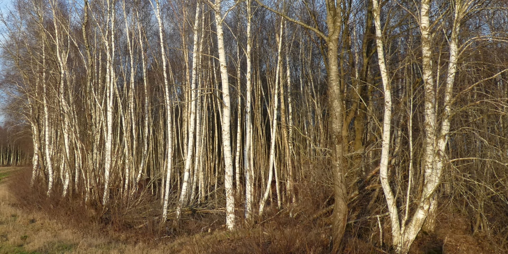 Baum des Jahres 2023, © Park der Gärten gGmbH