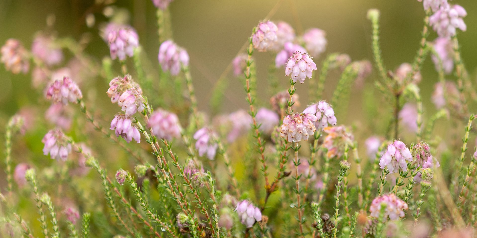 Glockenheide, © Lüneburger Heide GmbH