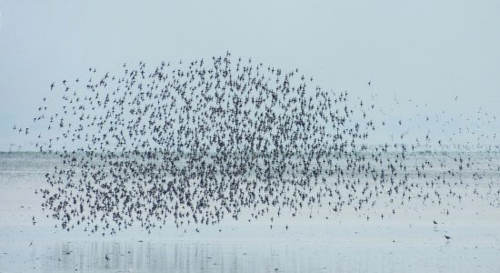 Vogelschwarm auf Juist, © Thomas Wesseler Vogelschwarm auf Juist, © Thomas Wesseler
