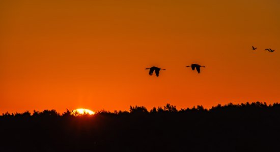 Kranichflug über das Bauernmoor, © Björn Wengler Kranichflug über das Bauernmoor, © Björn Wengler