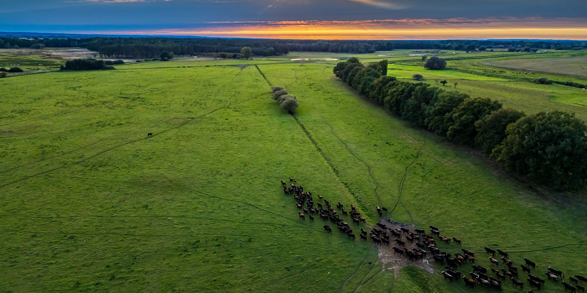 Heckrinder in der Sudeniederung , © Markus Tiemann Heckrinder in der Sudeniederung , © Markus Tiemann
