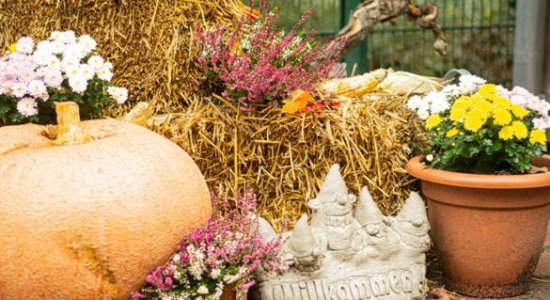 Herbstmarkt Müden , © Wildpark Müden GmbH