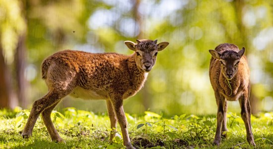 Lämmer im Wildpark Schwarze Berge , © Wildpark Schwarze Berge / T. Acke