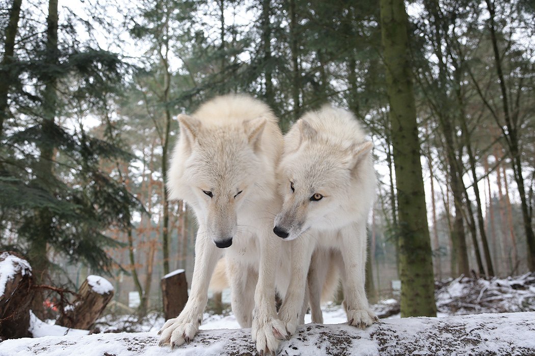 Weihnachtsmarkt im Wolfcenter, © WOLFCENTER