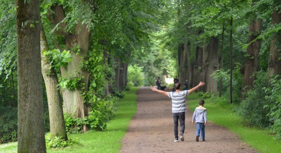 Linden-Allee auf dem Graalwall in Lüneburg, © Max Peters