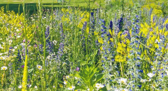 Mitte März beginnt die Aussaatzeit der Braunschweiger Hummel- und Wildbienenmischungen, die in der Touristinfo erhältlich sind, © Braunschweig Stadtmarketing GmbH/Rieger-Hofmann GmbH