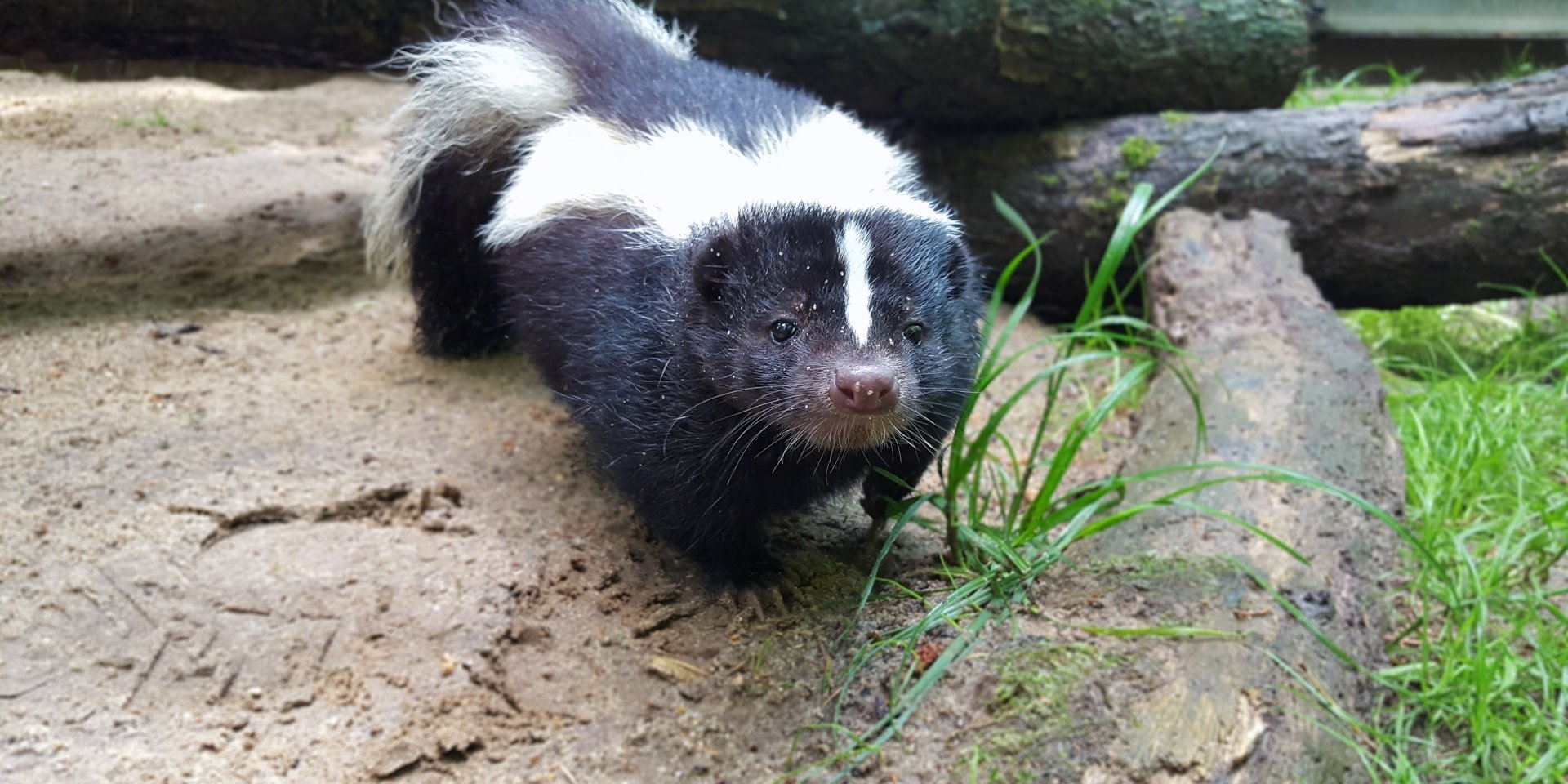 Stinktier, © Wildpark Schwarze Berge Stinktier, © Wildpark Schwarze Berge