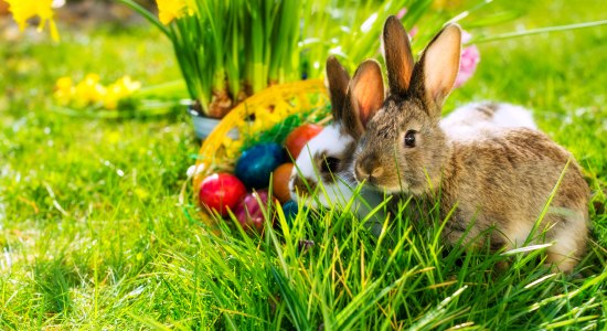 Osterhasen im Gras, © Kzenon - Fotolia