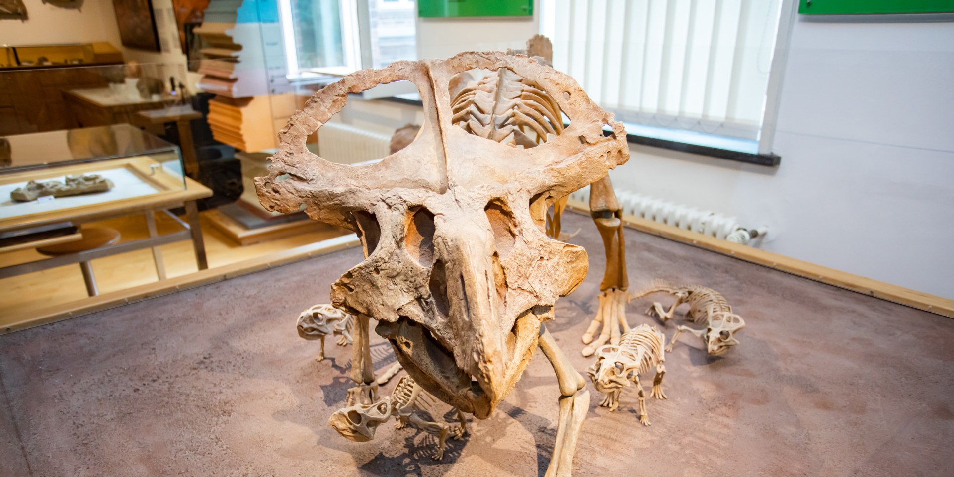 Protoceratops mit Jungtieren, © Philip Ziebart