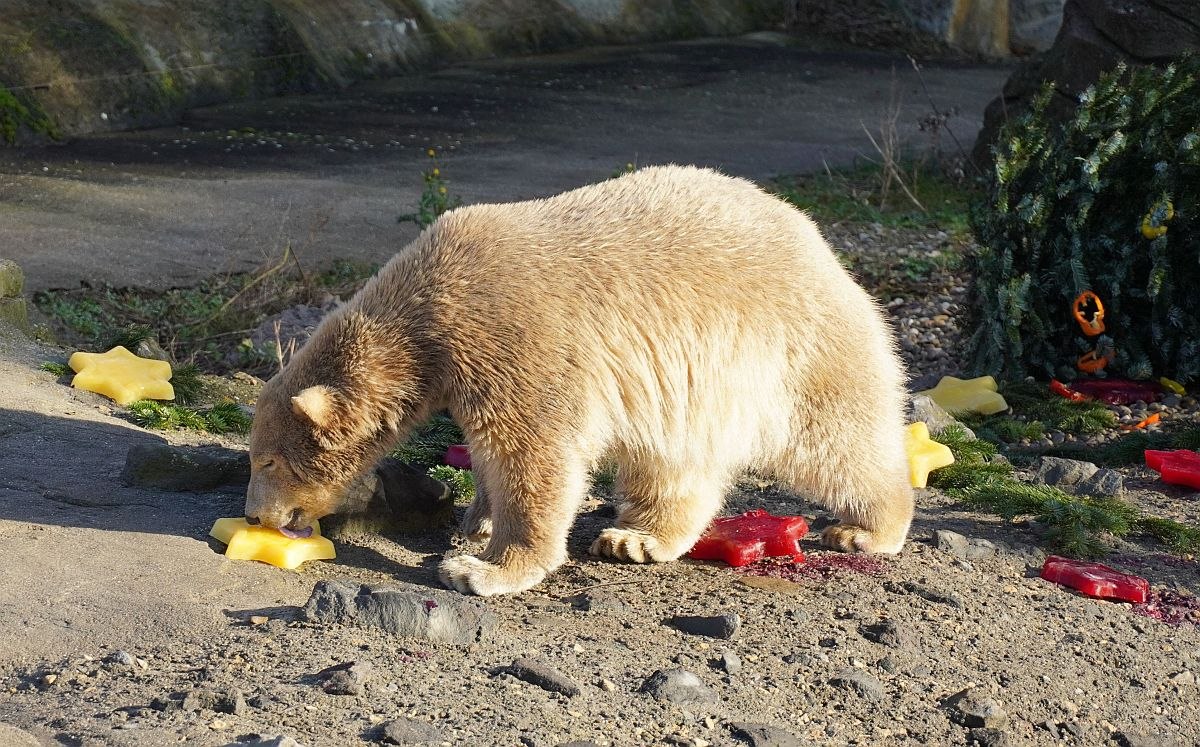 Nana leckt an den Eissternen, © Erlebnis Zoo Hannover