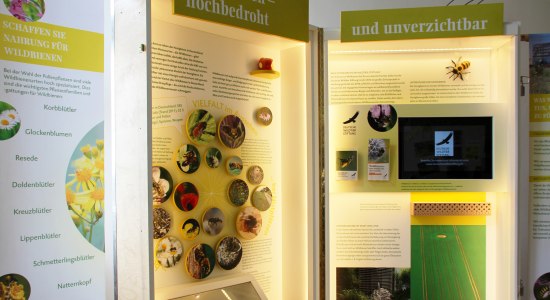 Blick in die Wildbienen-Ausstellung, © Biosphaerium