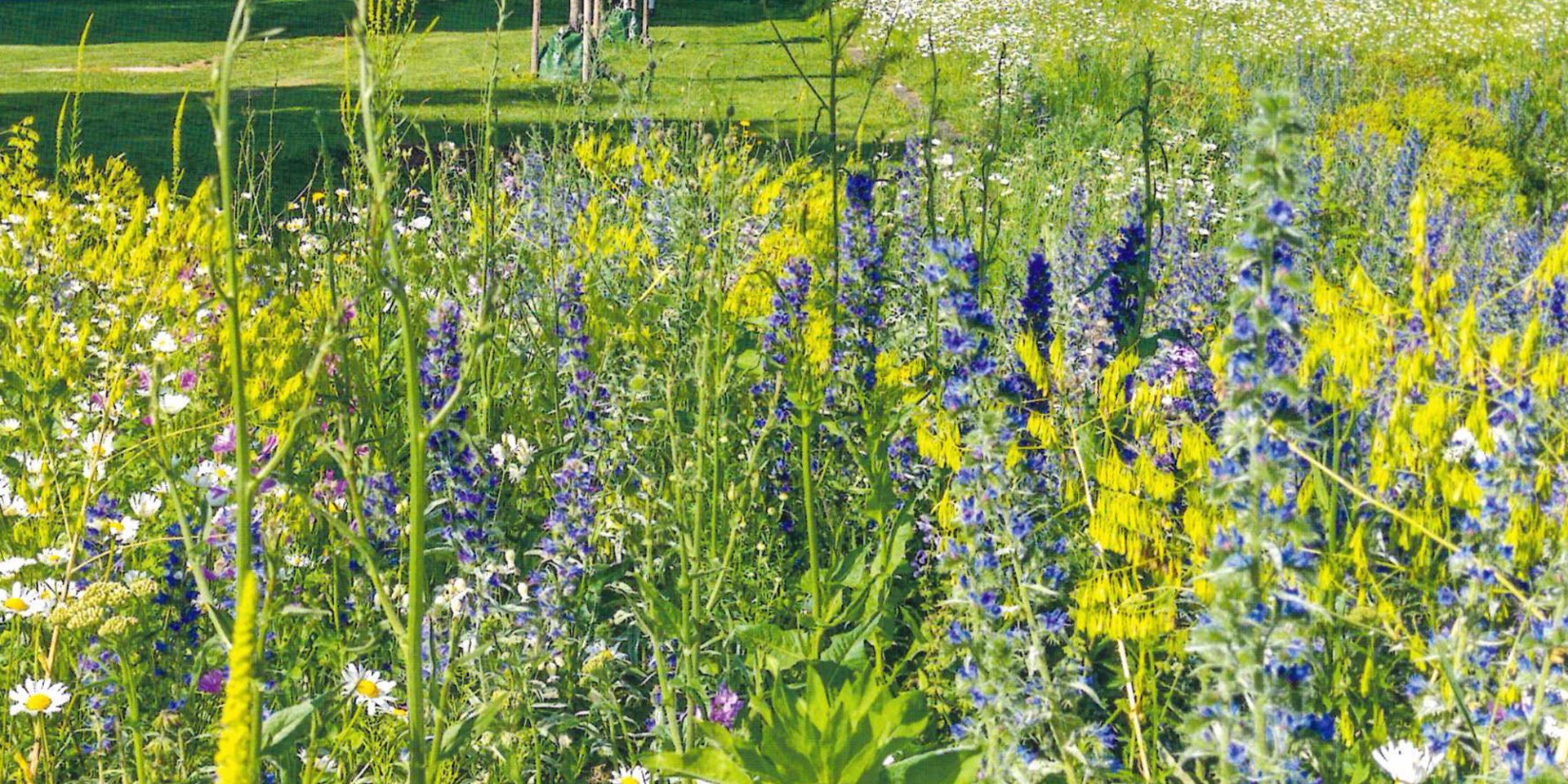 Wildbienenmischung, © Braunschweig Stadtmarketing GmbH/Rieger-Hofmann GmbH