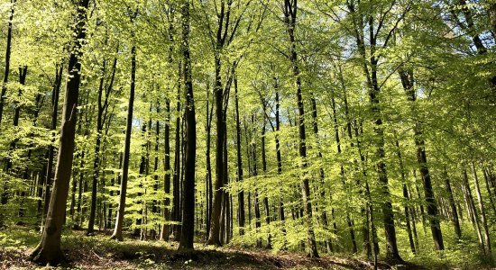 Wald, © Stadt Springe Wald, © Stadt Springe