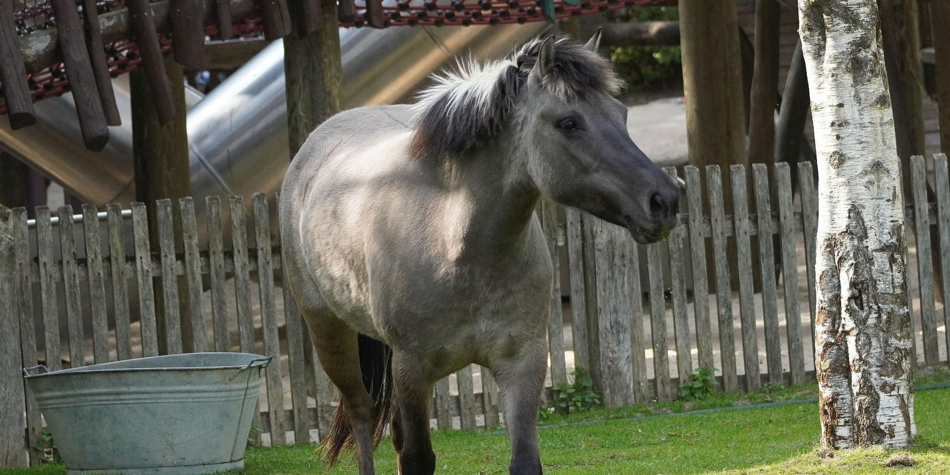 Neugierig und aufgeschlossen - Die Dülmener Stute Annalena, © Erlebnis-Zoo Hannover