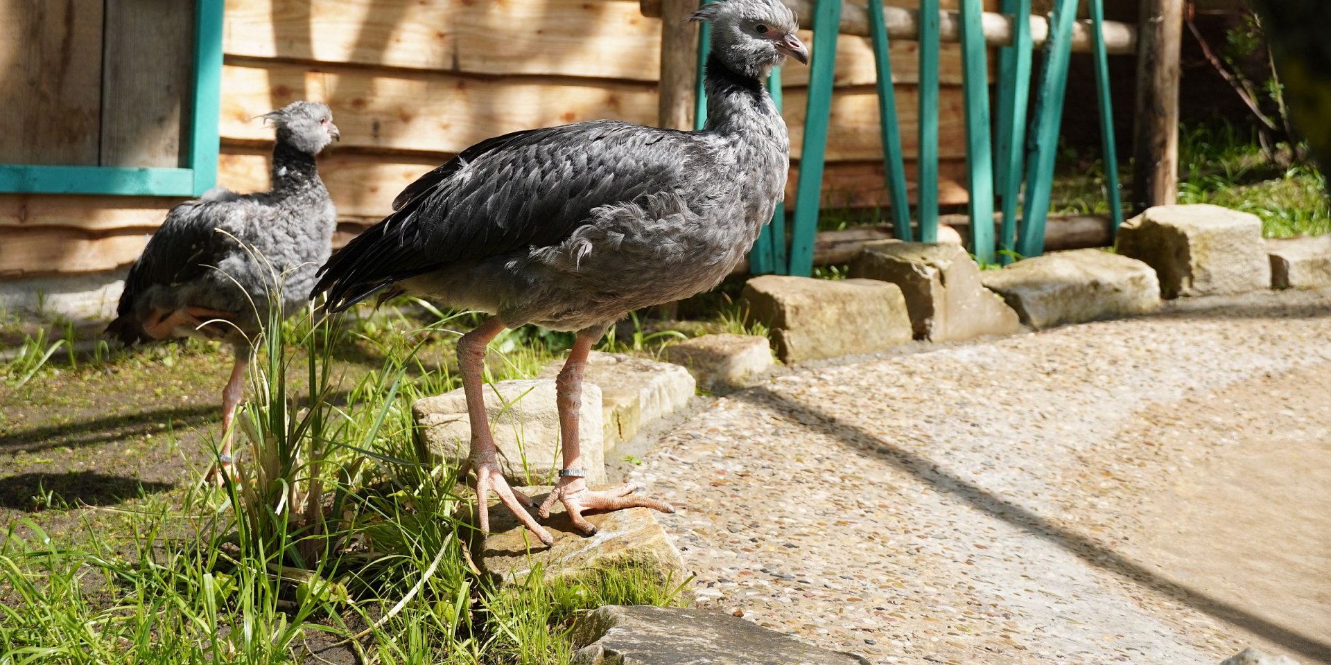 Das Tschaja-Pärchen Enrique und Esperanza - auch bekannt als Halsbandwehrvogel , © Erlebnis-Zoo Hannover